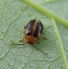 Sacodes pulchella by (c) Will Linnard, some rights reserved (CC BY), uploaded by Will Linnard. Used under a CC-BY license.
