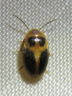 Sacodes pulchella by (c) Annika Lindqvist, some rights reserved (CC BY), uploaded by Annika Lindqvist. Used under a CC-BY license.