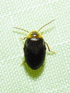 Sacodes pulchella by (c) Annika Lindqvist, some rights reserved (CC BY), uploaded by Annika Lindqvist. Used under a CC-BY license.