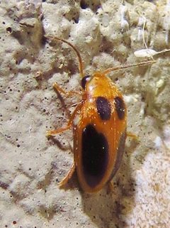 Sacodes pulchella by (c) Annika Lindqvist, some rights reserved (CC BY), uploaded by Annika Lindqvist. Used under a CC-BY license.