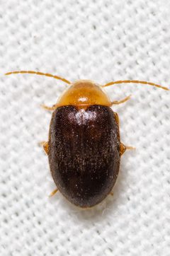 Sacodes pulchella by (c) Justin Williams, some rights reserved (CC BY), uploaded by Justin Williams. Used under a CC-BY license.
