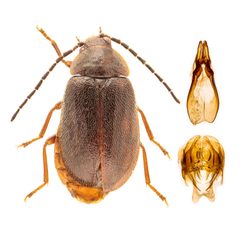 Sarabandus robustus by no rights reserved, uploaded by Nick Bédard. Used under a CC0 license.