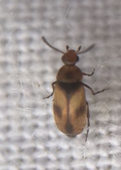 Anaspis by (c) Paul Cook, some rights reserved (CC BY), uploaded by Paul Cook. Used under a CC-BY license.