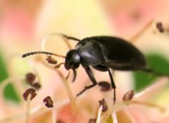 Anaspis atrata by no rights reserved, uploaded by Steve Wells. Used under a CC0 license.