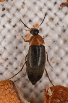 Anaspis collaris by (c) Trevor Van Loon, some rights reserved (CC BY), uploaded by Trevor Van Loon. Used under a CC-BY license.
