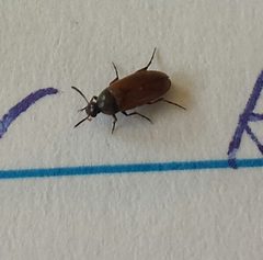 Anaspis flavipennis by (c) alicia penney, some rights reserved (CC BY), uploaded by alicia penney. Used under a CC-BY license.