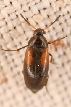 Anaspis militaris by (c) Trevor Van Loon, some rights reserved (CC BY), uploaded by Trevor Van Loon. Used under a CC-BY license.