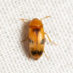 Diclidia laetula by (c) Justin Williams, some rights reserved (CC BY), uploaded by Justin Williams. Used under a CC-BY license.