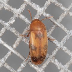 Diclidia laetula by (c) Victor Engel, some rights reserved (CC BY), uploaded by Victor Engel. Used under a CC-BY license.