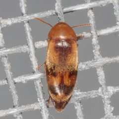 Diclidia laetula by (c) Victor Engel, some rights reserved (CC BY), uploaded by Victor Engel. Used under a CC-BY license.