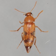 Diclidia laetula by (c) Victor Engel, some rights reserved (CC BY), uploaded by Victor Engel. Used under a CC-BY license.