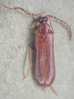 Pectotoma hoppingi by (c) Trevor Van Loon, some rights reserved (CC BY), uploaded by Trevor Van Loon. Used under a CC-BY license.