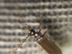 Pectotoma hoppingi by (c) Jared Shorma, some rights reserved (CC BY), uploaded by Jared Shorma. Used under a CC-BY license.