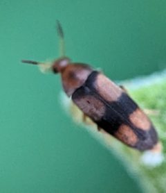 Pentaria trifasciata by (c) Zihao Wang, some rights reserved (CC BY), uploaded by Zihao Wang. Used under a CC-BY license.