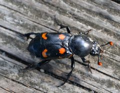 Nicrophorus carolina by (c) Wes Copas, some rights reserved (CC BY), uploaded by Wes Copas. Used under a CC-BY license.