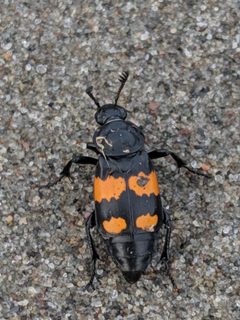 Nicrophorus hebes by (c) Benoit Renaud, some rights reserved (CC BY), uploaded by Benoit Renaud. Used under a CC-BY license.