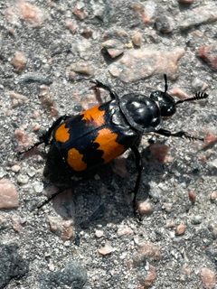 Nicrophorus hebes by no rights reserved, uploaded by Allison McCabe. Used under a CC0 license.
