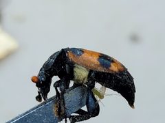 Nicrophorus hybridus by (c) Doug Macaulay, some rights reserved (CC BY), uploaded by Doug Macaulay. Used under a CC-BY license.
