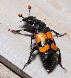 Nicrophorus hybridus by (c) Wendy McCrady, some rights reserved (CC BY), uploaded by Wendy McCrady. Used under a CC-BY license.