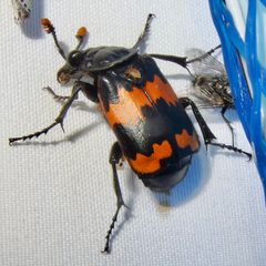 Nicrophorus mexicanus by (c) Sue Carnahan, some rights reserved (CC BY), uploaded by Sue Carnahan. Used under a CC-BY license.