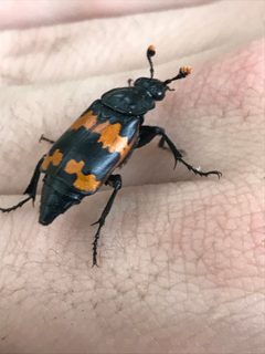 Nicrophorus mexicanus by (c) Jared Shorma, some rights reserved (CC BY), uploaded by Jared Shorma. Used under a CC-BY license.