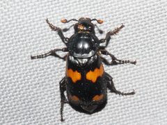 Nicrophorus orbicollis by (c) Dan MacNeal, some rights reserved (CC BY), uploaded by Dan MacNeal. Used under a CC-BY license.