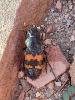 Nicrophorus marginatus by no rights reserved, uploaded by Christian Pietzsch. Used under a CC0 license.