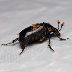 Nicrophorus nigrita by (c) Ken-ichi Ueda, some rights reserved (CC BY), uploaded by Ken-ichi Ueda. Used under a CC-BY license.