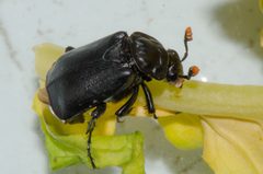 Nicrophorus nigrita by (c) Cindy Roessler, some rights reserved (CC BY), uploaded by Cindy Roessler. Used under a CC-BY license.