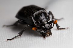 Nicrophorus nigrita by (c) Ken-ichi Ueda, some rights reserved (CC BY), uploaded by Ken-ichi Ueda. Used under a CC-BY license.