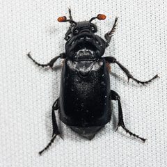 Nicrophorus nigrita by (c) Ken-ichi Ueda, some rights reserved (CC BY), uploaded by Ken-ichi Ueda. Used under a CC-BY license.