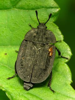 Oiceoptoma inaequale by (c) Katja Schulz, some rights reserved (CC BY). Used under a CC-BY license.