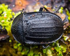 Phosphuga atrata by (c) Alexis Tinker-Tsavalas, some rights reserved (CC BY), uploaded by Alexis Tinker-Tsavalas. Used under a CC-BY license.
