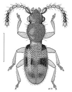 Cryptamorpha by (c) Desmond W. Helmore
, some rights reserved (CC BY). Used under a CC-BY license.