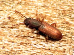 Silvanidae by (c) Katja Schulz, some rights reserved (CC BY). Used under a CC-BY license.