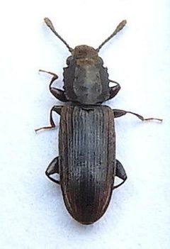 Nausibius by (c) jimeckert49, some rights reserved (CC BY). Used under a CC-BY license.