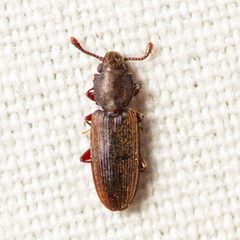 Nausibius major by (c) Justin Williams, some rights reserved (CC BY), uploaded by Justin Williams. Used under a CC-BY license.
