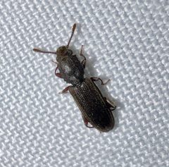 Nausibius major by (c) Joshua Ebright, some rights reserved (CC BY), uploaded by Joshua Ebright. Used under a CC-BY license.