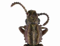 Oryzaephilus by (c) CSIRO, some rights reserved (CC BY). Used under a CC-BY license.