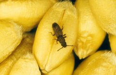 Oryzaephilus by (c) CSIRO, some rights reserved (CC BY). Used under a CC-BY license.