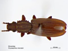 Oryzaephilus by (c) Caroline Harding, MAF, some rights reserved (CC BY). Used under a CC-BY license.