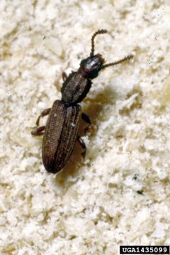 Oryzaephilus by (c) Clemson University - USDA Cooperative Extension Slide Series, Bugwood.org, some rights reserved (CC BY). Used under a CC-BY license.