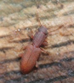 Silvanus muticus by (c) Even Dankowicz, some rights reserved (CC BY), uploaded by Even Dankowicz. Used under a CC-BY license.