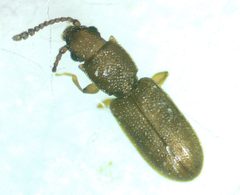 Silvanus recticollis by no rights reserved, uploaded by Ken Kneidel. Used under a CC0 license.