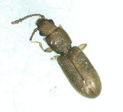 Silvanus recticollis by no rights reserved, uploaded by Ken Kneidel. Used under a CC0 license.