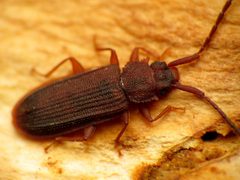 Uleiota dubia by (c) Katja Schulz, some rights reserved (CC BY). Used under a CC-BY license.