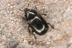 Sphaerites politus by (c) Trevor Van Loon, some rights reserved (CC BY), uploaded by Trevor Van Loon. Used under a CC-BY license.
