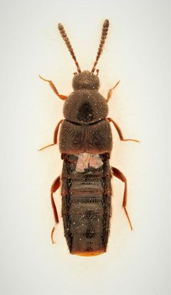 Aleochara sculptiventris by no rights reserved, uploaded by Nick Bédard. Used under a CC0 license.