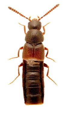 Aleochara castaneipennis by no rights reserved, uploaded by Nick Bédard. Used under a CC0 license.