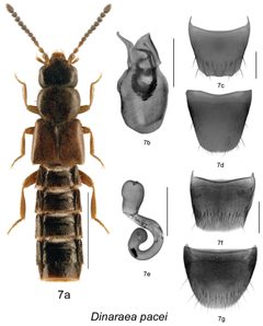 Dinaraea by (c) Jan Klimaszewski, Reginald P. Webster, David W. Langor, Caroline Bourdon, Jenna Jacobs, some rights reserved (CC BY). Used under a CC-BY license.